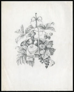 242x300 antique drawing basket fruit apple blackberry currants willebois - Blackberry Fruit Drawing