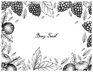 300x233 blackberry drawings fine art america - Blackberry Plant Drawing