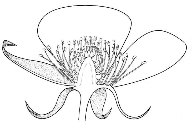 730x492 blackberry flower drawings of fruit formation in plants - Blackberry Plant Drawing
