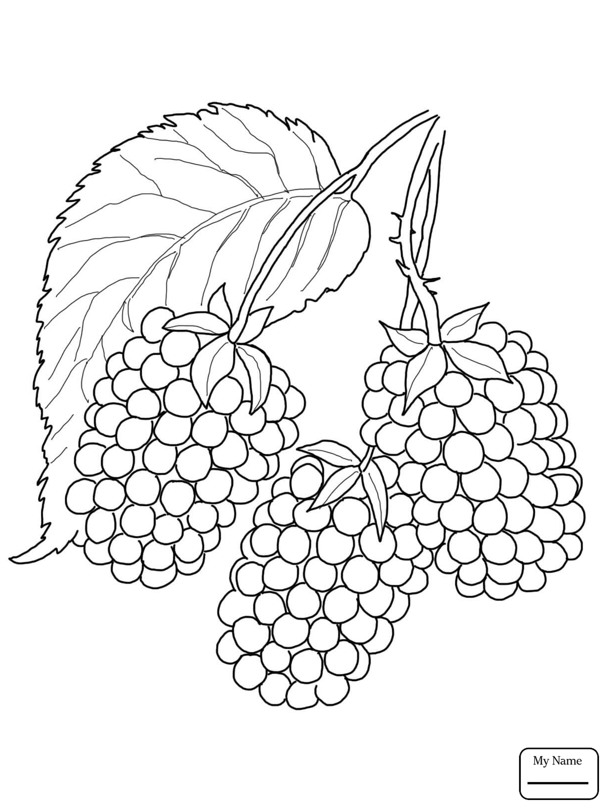 1224x1632 blackberry fruit drawing blackberry fruit drawing at getdrawings - Blackberry Plant Drawing