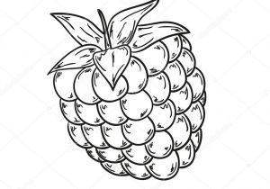 300x210 blackberry fruit drawing blackberry plant drawing at getdrawings - Blackberry Plant Drawing