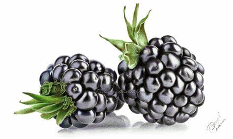 474x284 blackberry fruit drawing gtgt - Blackberry Plant Drawing