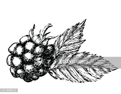 469x365 blackberry hand drawn premium clipart - Blackberry Plant Drawing