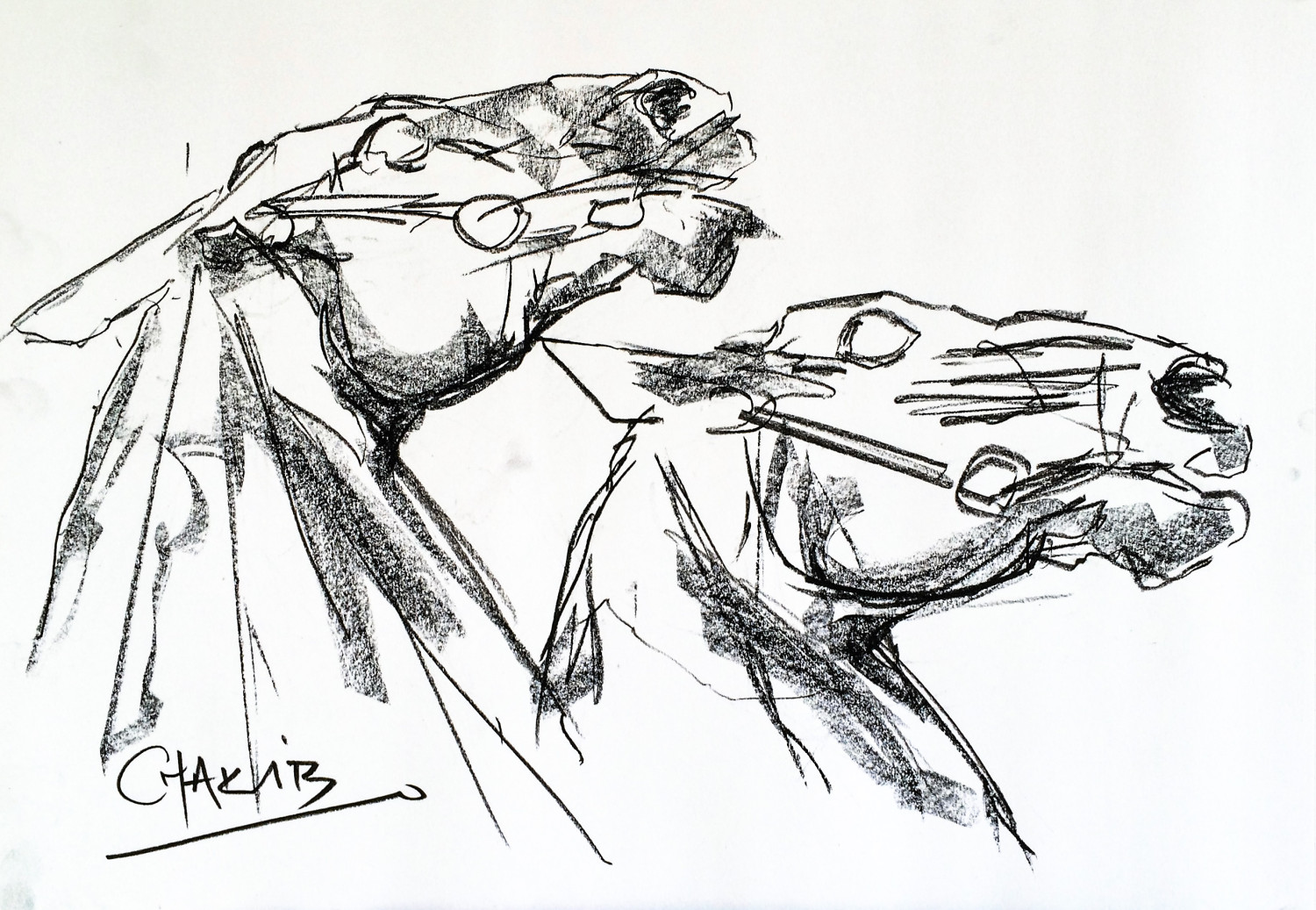 1500x1037 blackberry plant drawing - Blackberry Plant Drawing