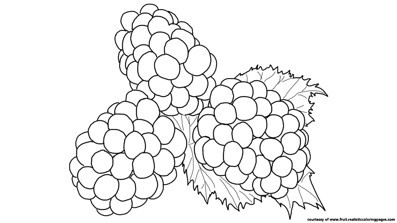 1280x720 berry drawing blackberry vine huge freebie! download - Blackberry Plant Drawing