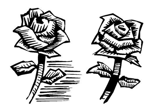 550x368 blackberry plant drawing - Blackberry Plant Drawing