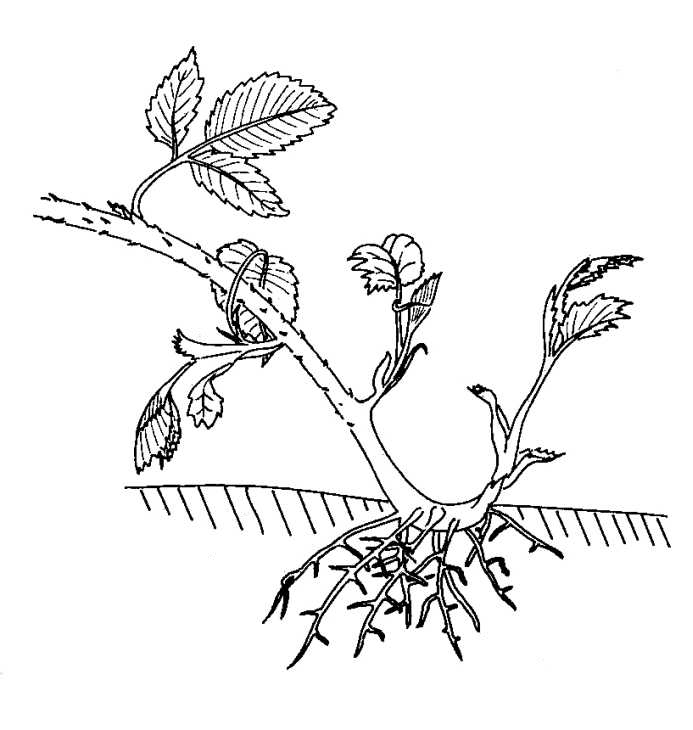 693x730 blackberry stolon biological drawings of vegetative reproduction - Blackberry Plant Drawing