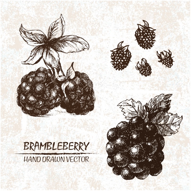 626x626 blackberry vectors, photos and free download - Blackberry Plant Drawing