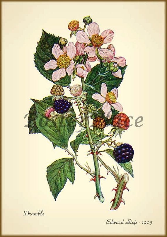 Blackberry Plant Drawing at Explore collection of