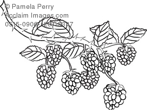 300x225 blackberry bush clipart - Blackberry Plant Drawing
