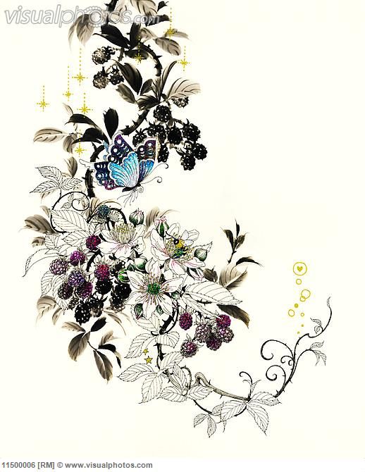 518x670 blackberry bush clipart collection - Blackberry Plant Drawing