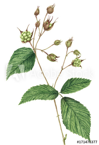 340x500 drawing of a blackberry - Blackberry Plant Drawing