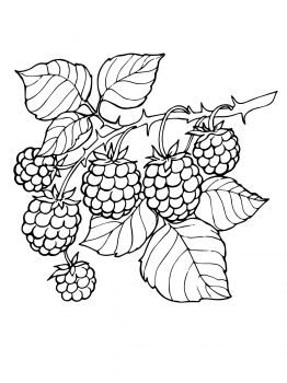 262x350 drawn berry blackberry - Blackberry Plant Drawing