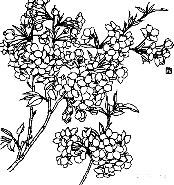 600x637 blackberry drawing flower huge freebie! download for powerpoint - Blackberry Plant Drawing