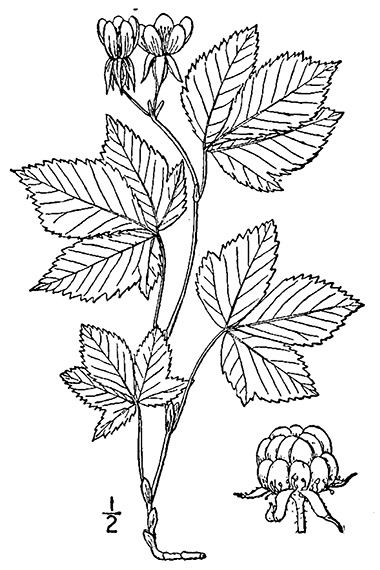 Blackberry Plant Drawing at PaintingValley.com | Explore collection of ...