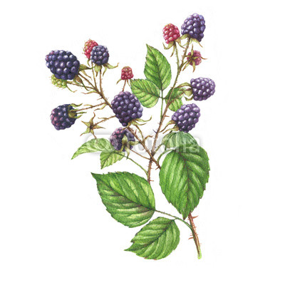 400x400 Hand Drawn Watercolor Illustration With Natural Motives - Blackberry Plant Drawing