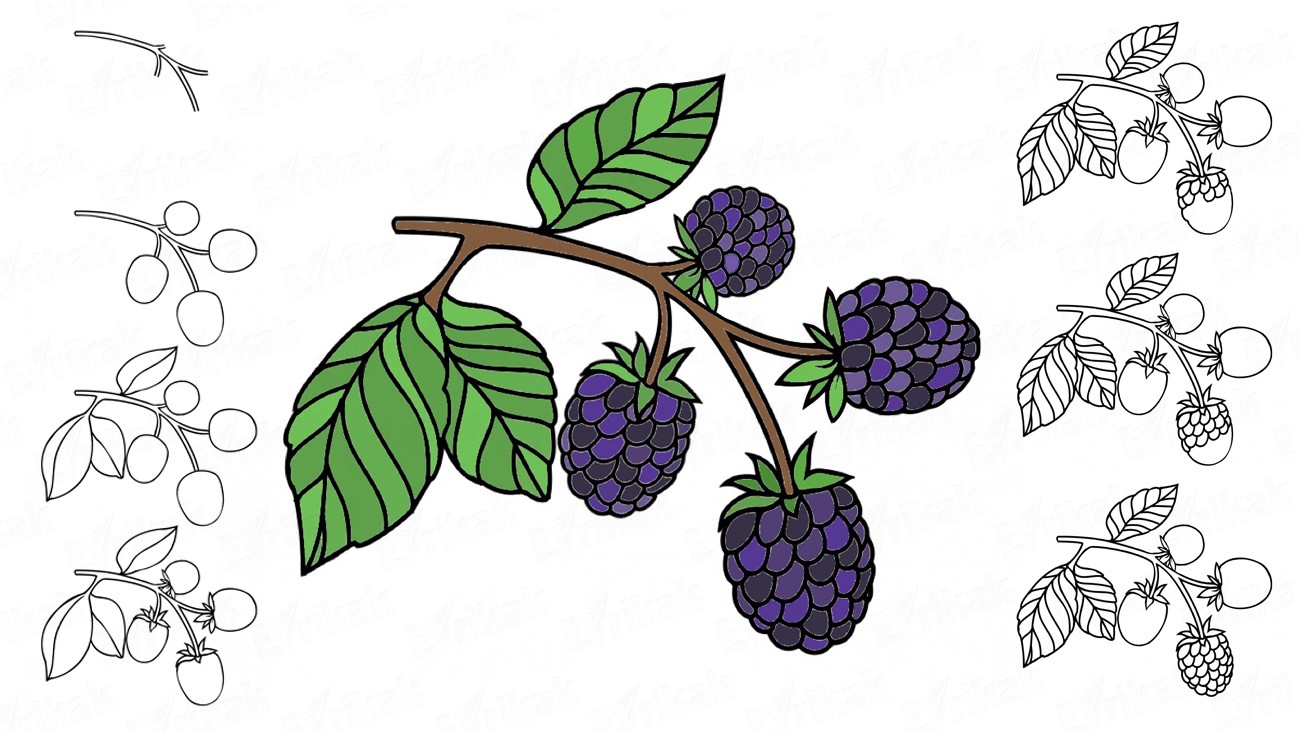 Blackberry Plant Drawing at PaintingValley.com | Explore collection of