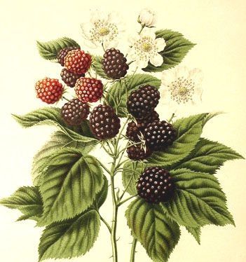 351x374 pictures of blackberry plant drawing - Blackberry Plant Drawing