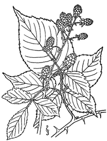 220x291 Portalblackberries - Blackberry Plant Drawing