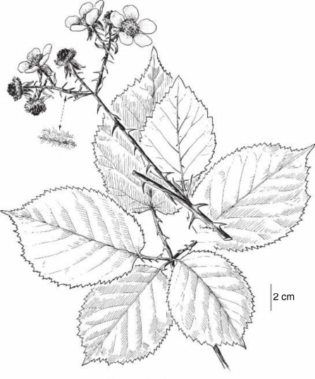 447x539 seeds of himalayan blackberry download scientific diagram - Blackberry Plant Drawing