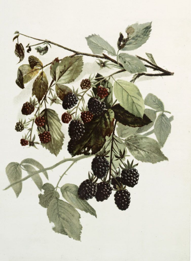 Blackberry Plant Drawing at Explore collection of