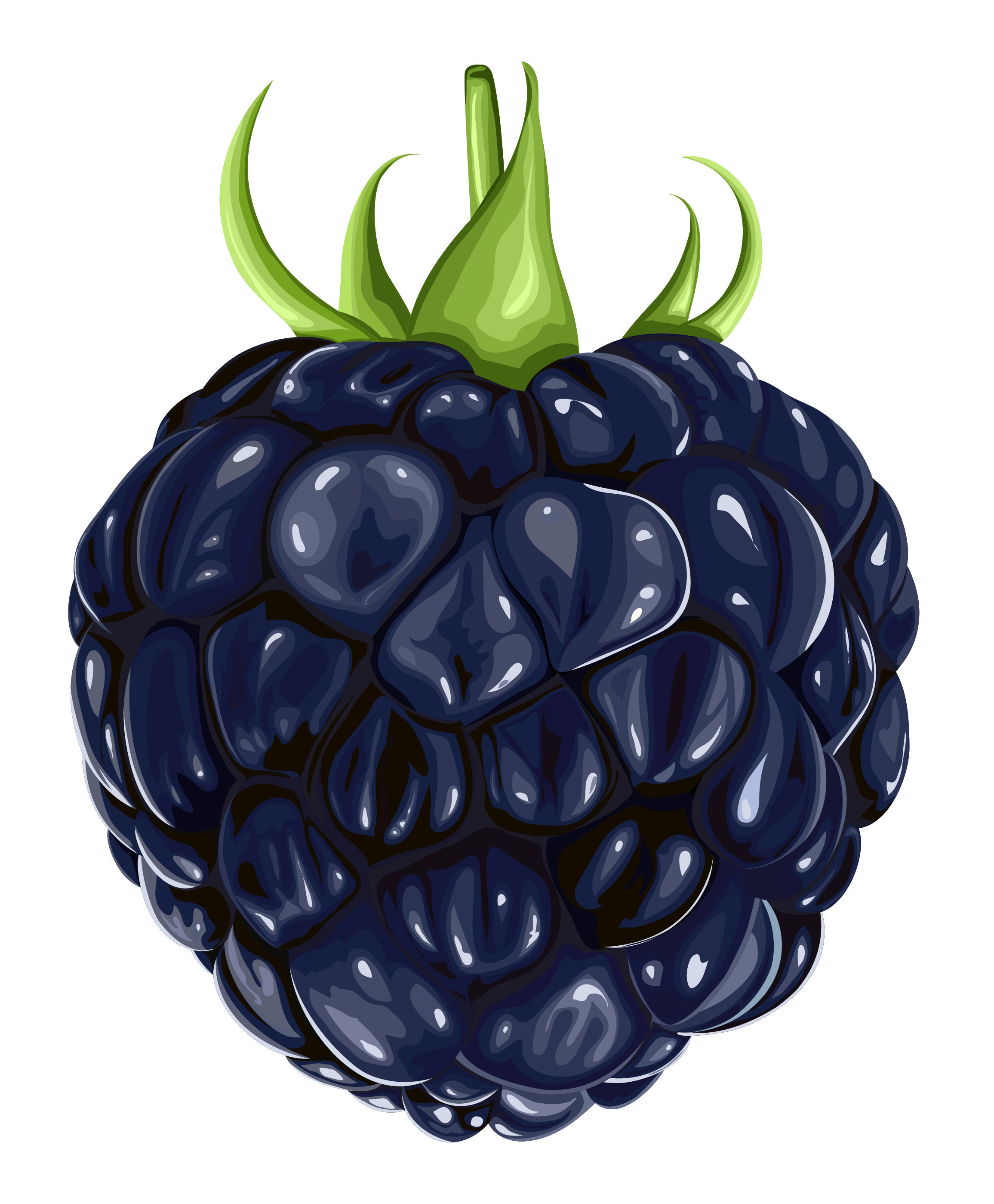 2311x2797 blackberry drawing hand huge freebie! download for powerpoint - Blackberry Plant Drawing