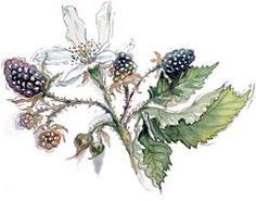 236x185 best blackberry tattoo images botanical illustration - Blackberry Plant Drawing