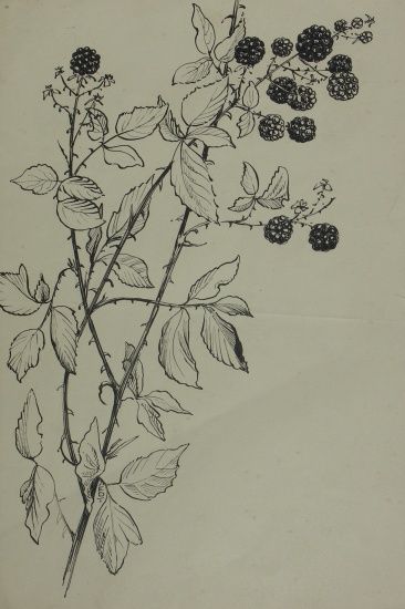 366x550 Blackberries A Pen And Ink Drawing Of Blackberries - Blackberry Plant Drawing