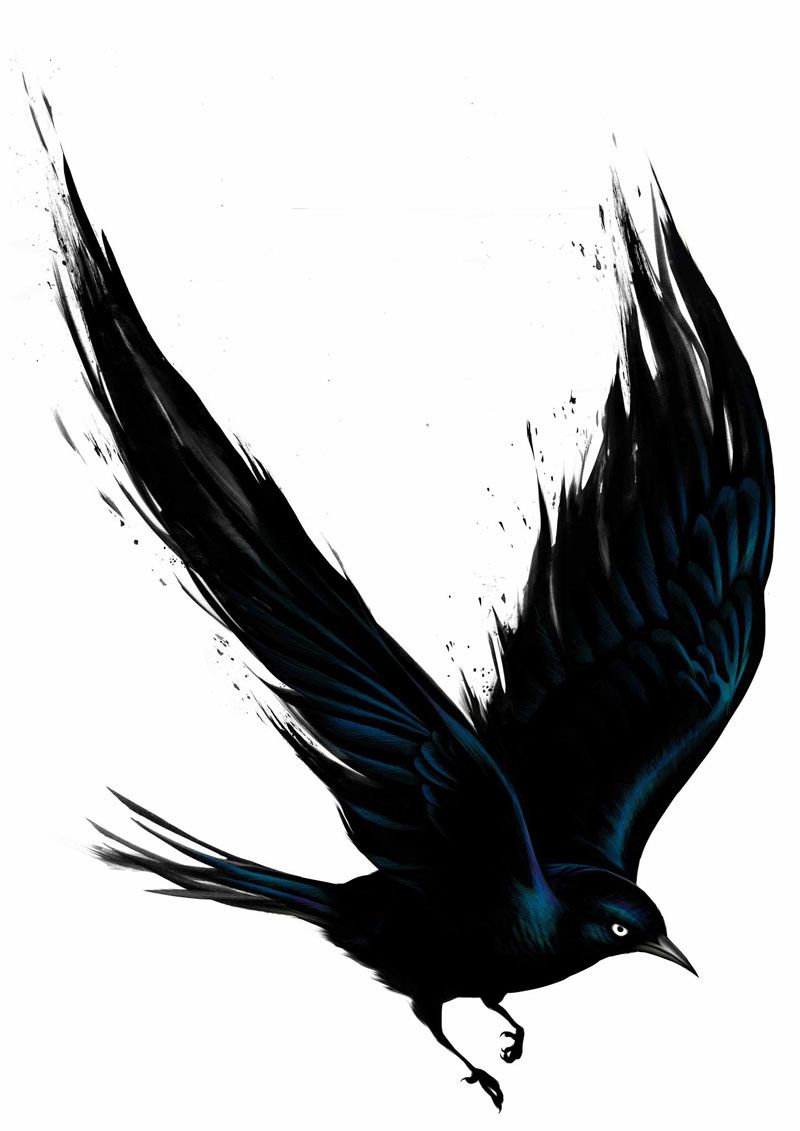 Blackbird Drawing