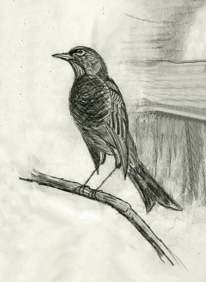 656x900 Blackbird Drawing - Blackbird Drawing