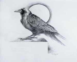 300x239 Blackbird Drawings Fine Art America - Blackbird Drawing