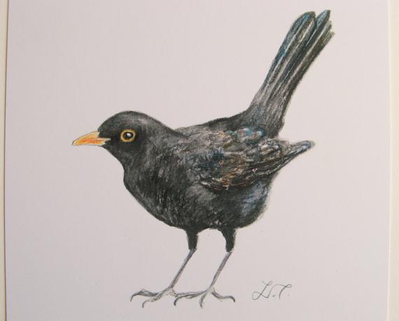 570x459 blackbird art print wildlife print watercolour print etsy - Blackbird Drawing
