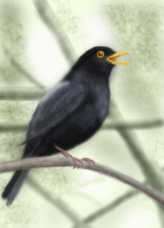 338x470 Blackbird - Blackbird Drawing