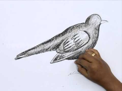 480x360 How To Draw A Black Bird - Blackbird Drawing