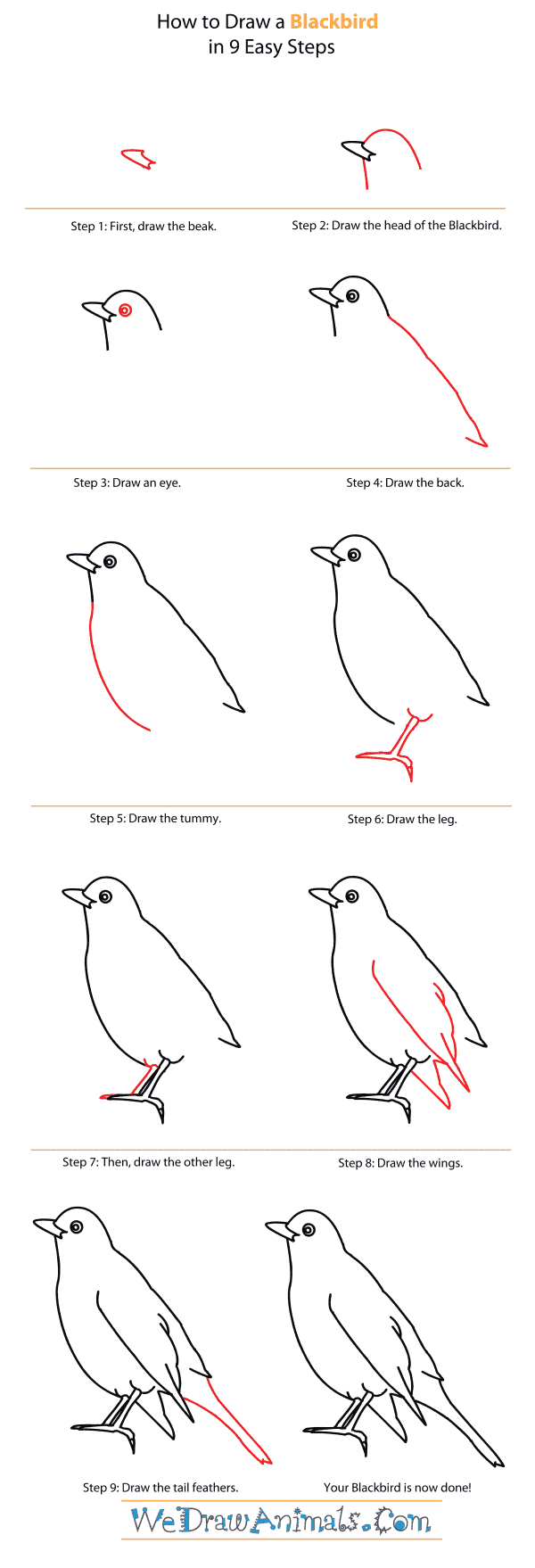 600x1758 How To Draw A Blackbird - Blackbird Drawing