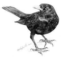 200x184 Image Result For Blackbird Drawing Bird Tattoos Dibujos, Mirlo - Blackbird Drawing