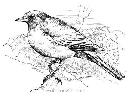 418x301  - Blackbird Drawing