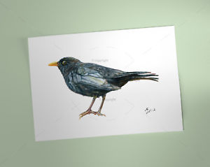 300x239 Male Blackbird Art Print, British Garden Bird, Of Watercolour - Blackbird Drawing