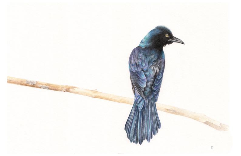 794x514 Original Grackle Drawing Blackbird Drawing Wildlife Etsy - Blackbird Drawing