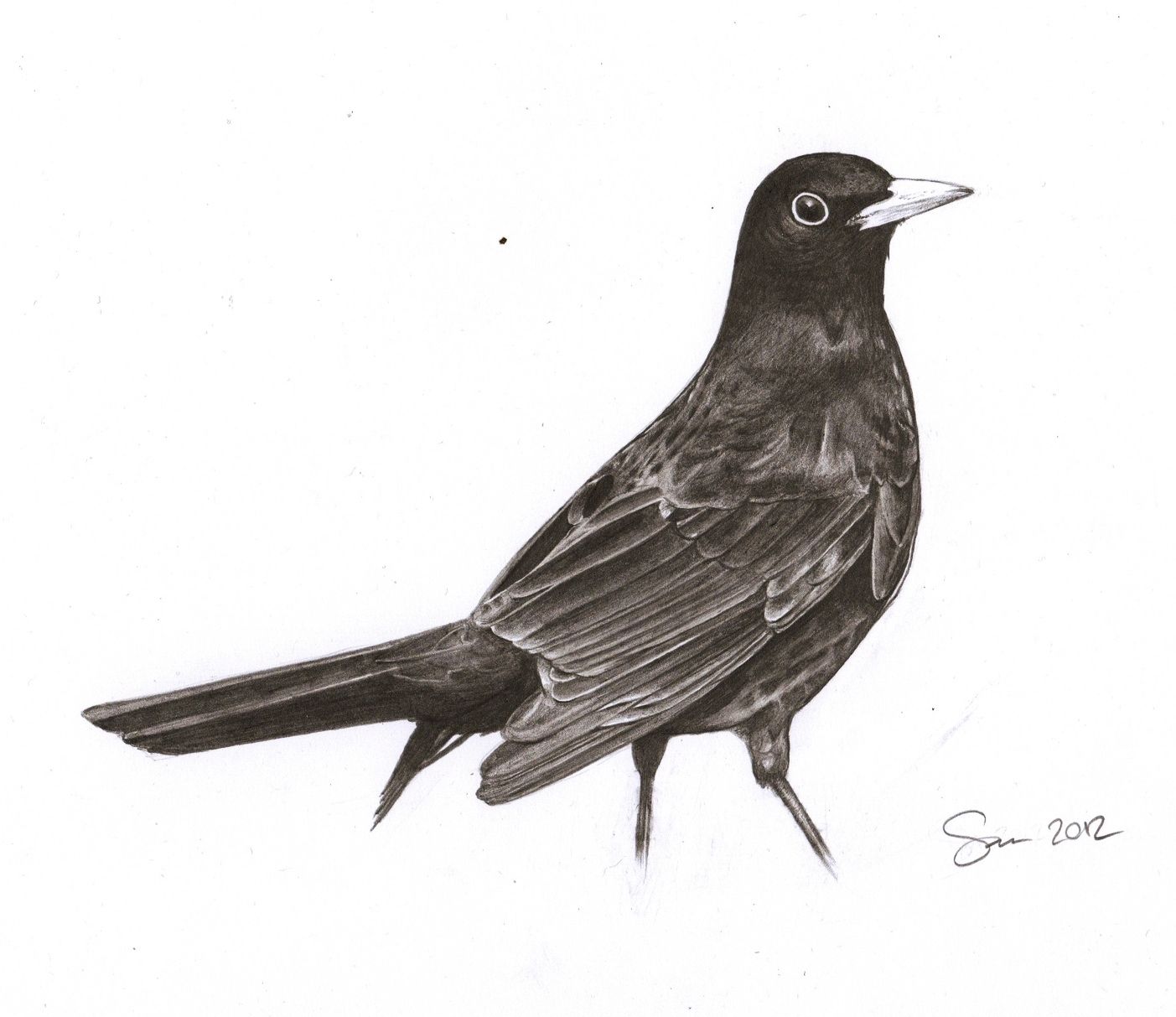 1403x1213 Pencil Drawing Of A Blackbird Drawings Drawings, Pencil - Blackbird Drawing