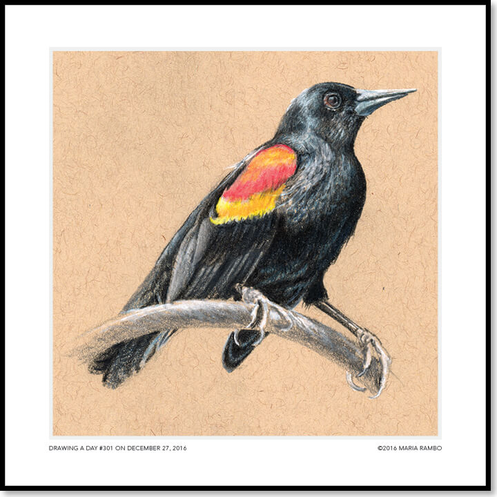 Blackbird Drawing at Explore collection of