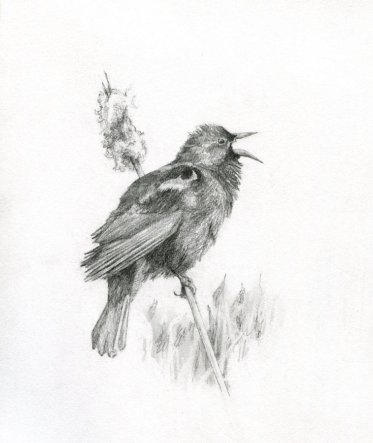 Blackbird Drawing at Explore collection of