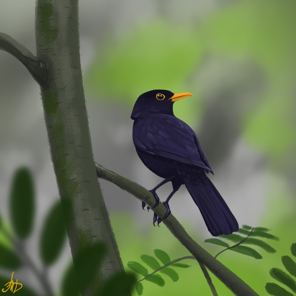 954x954 Artstation - Blackbird Drawing