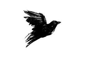 274x184 Flying Blackbird Drawing - Blackbird Drawing