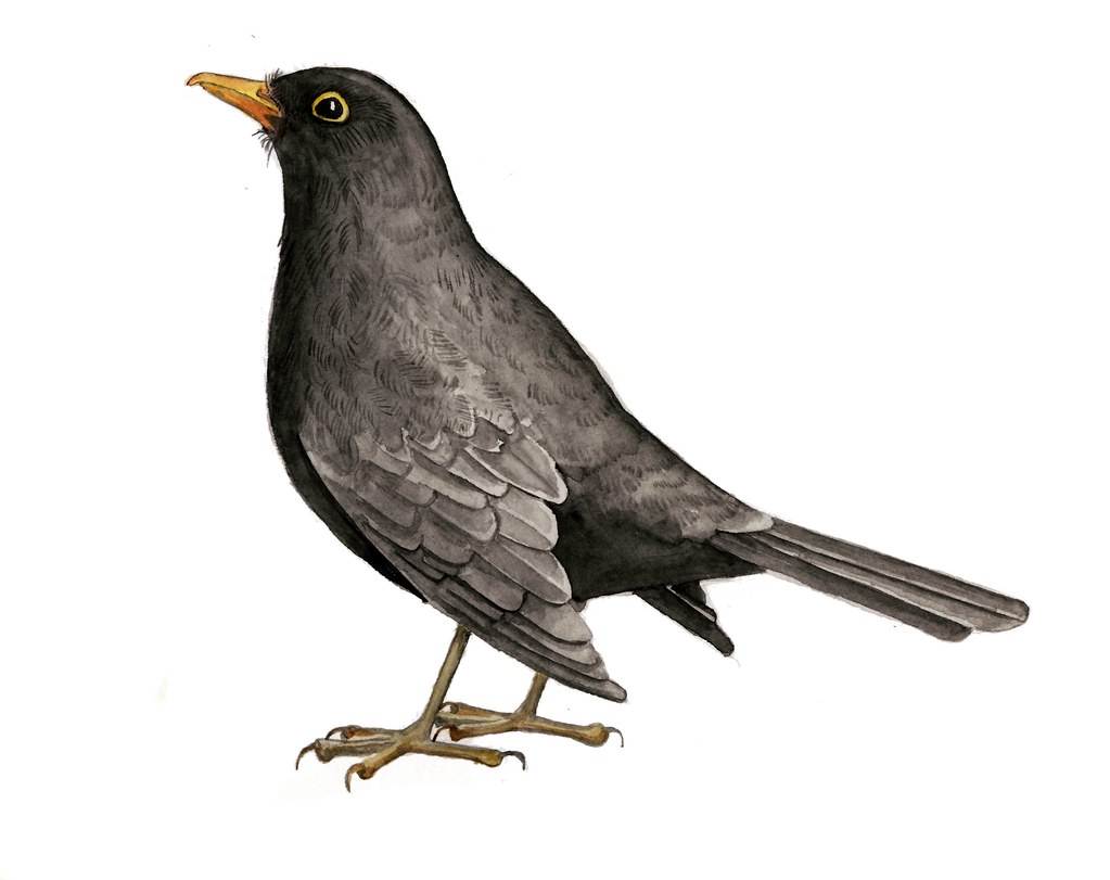 1023x811 Upside Down In Cloud The Secret Blackbird - Blackbird Drawing