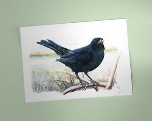 300x239 Blackbird Art Print, British Garden Birds, Of Watercolour Pencil - Blackbird Drawing