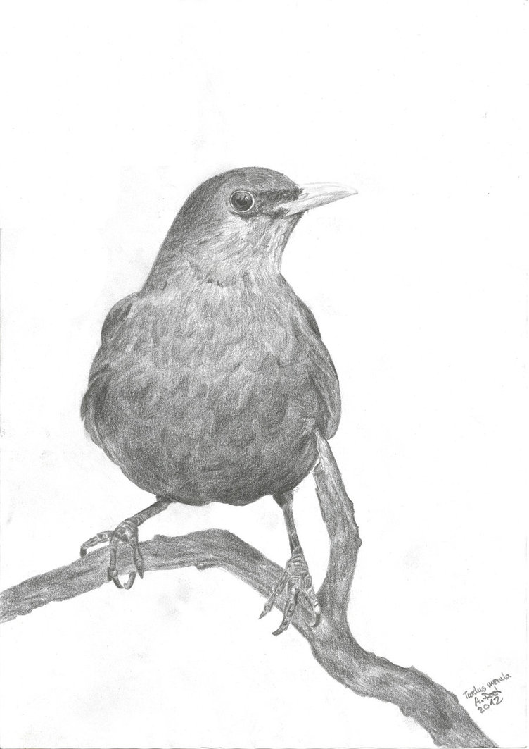 752x1063 Blackbird Drawing Picture Drawing Skill - Blackbird Drawing