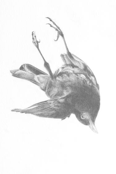 375x560 Blackbird Drawing - Blackbird Drawing