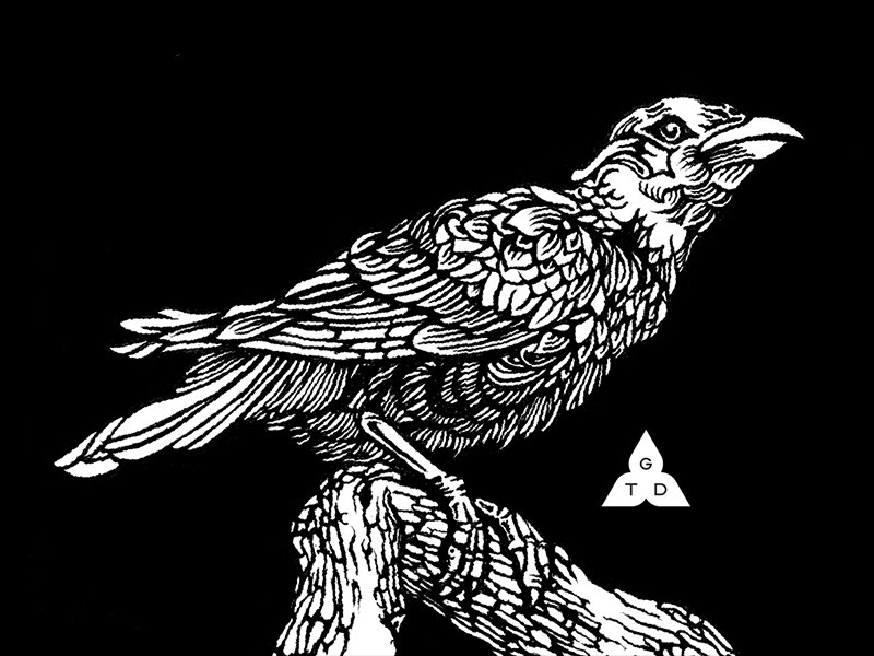 800x600 the hill mynah - Blackout Drawing