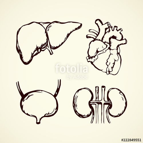 500x500 Bladder Vector Drawing Stock Image And Royalty Free Vector - Bladder Drawing